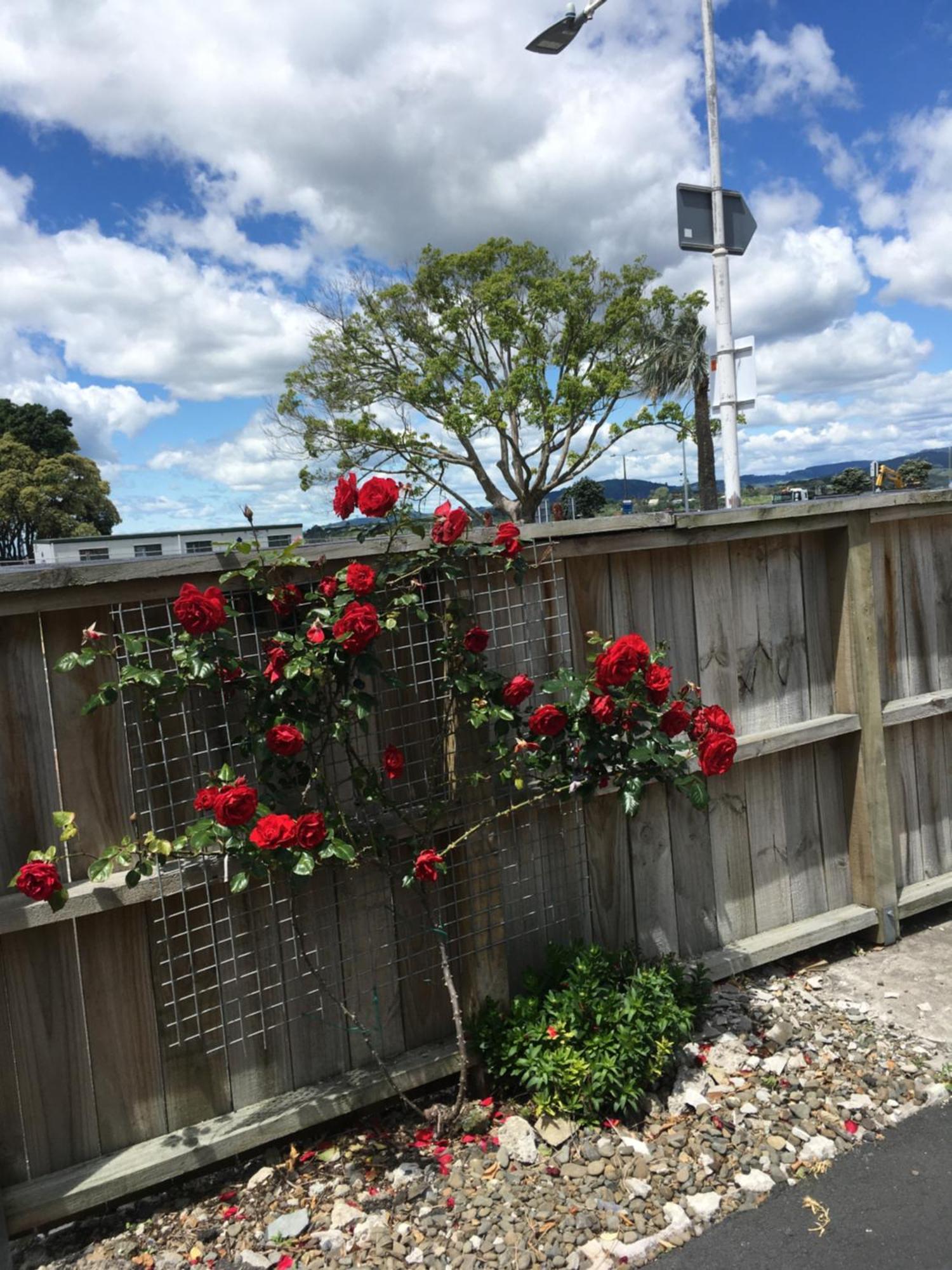 Strand Motel Tauranga Luaran gambar